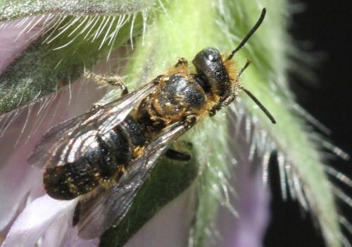 Réf. 196 497 : Chelostoma rapunculi